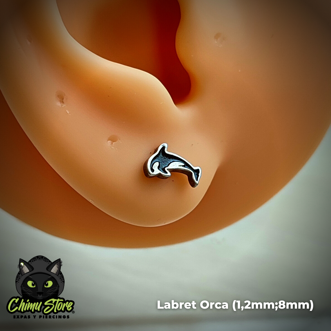Labret Rosca Interna Acero Inoxidable - Animales (1,2mm;8mm) (16G)